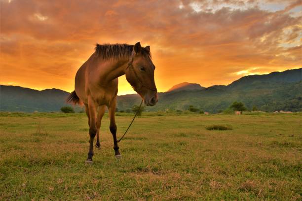 best campsites in abra